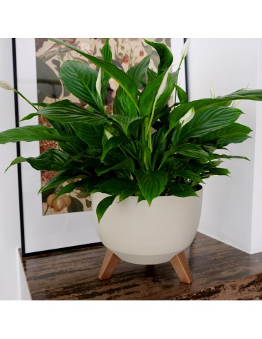 Biała misa, donica na nóżkach Roma Lamela 47.3 cm 5900119058822 7