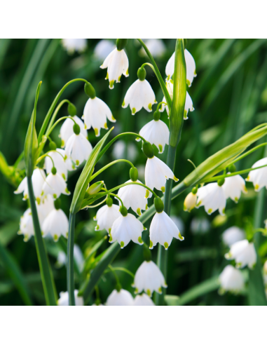 Zapach do automatycznego odświeżacza powietrza Glade Muguet 18 ml 5000204524802 2